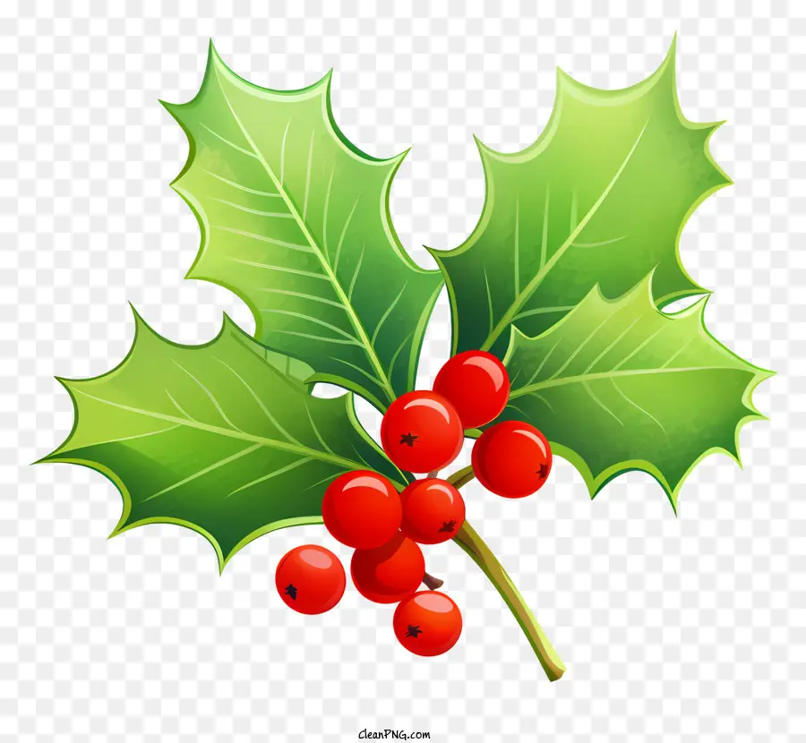 Holly Bush，Frutos Vermelhos PNG