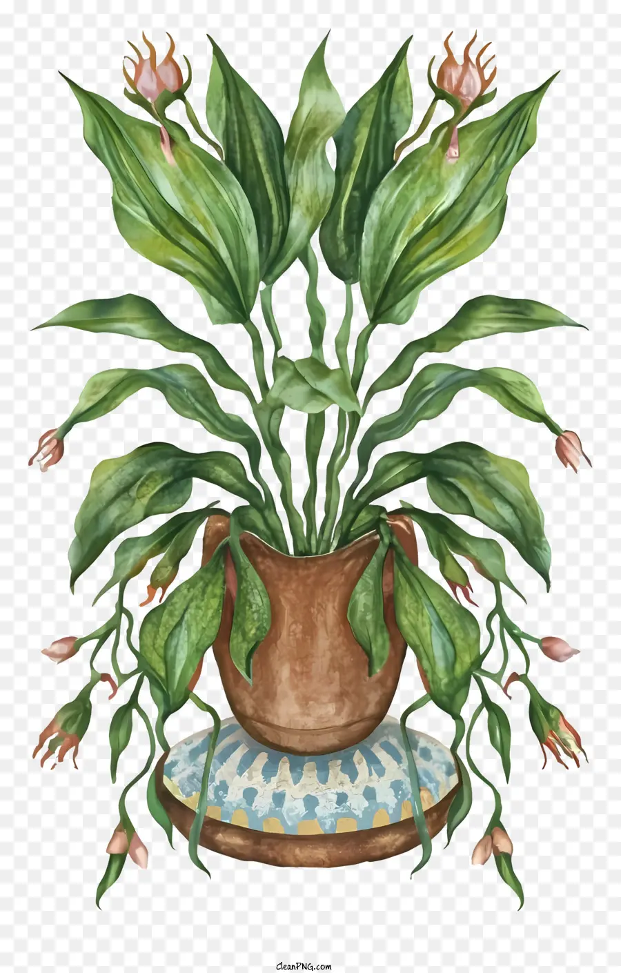 Plantas De Vaso，Vasos De Plantas PNG