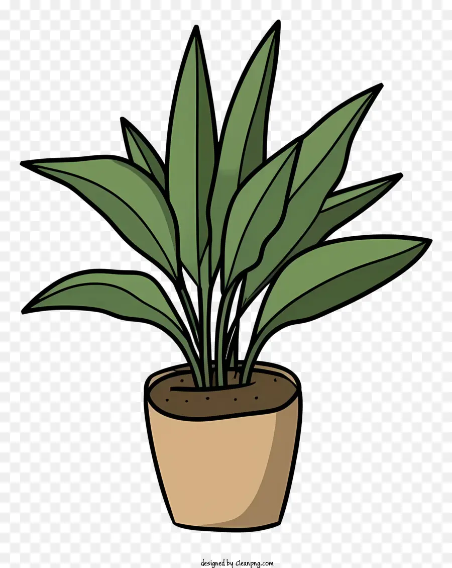 Planta De Vaso，Planta Aranha PNG