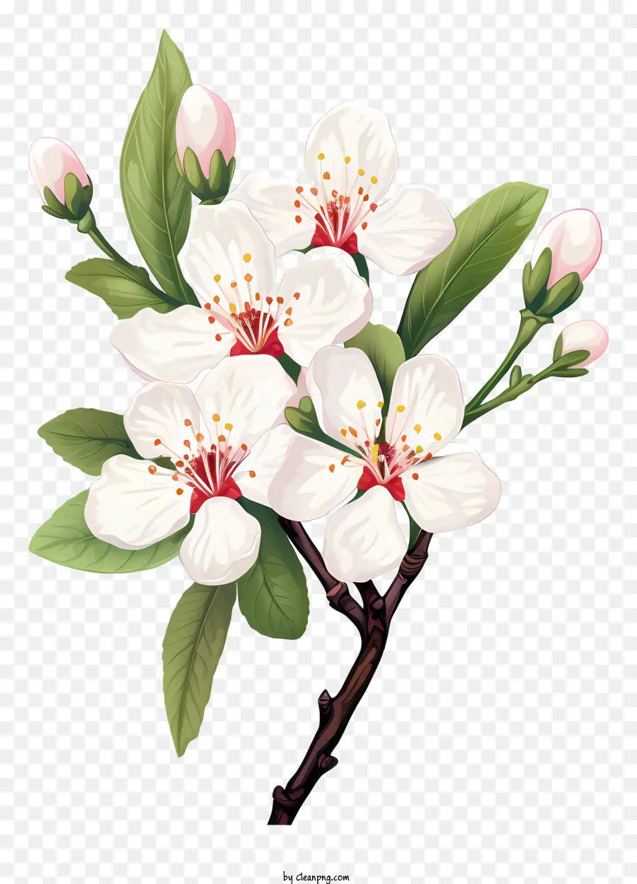 Árvore Da Flor Branca，Flores Brancas PNG