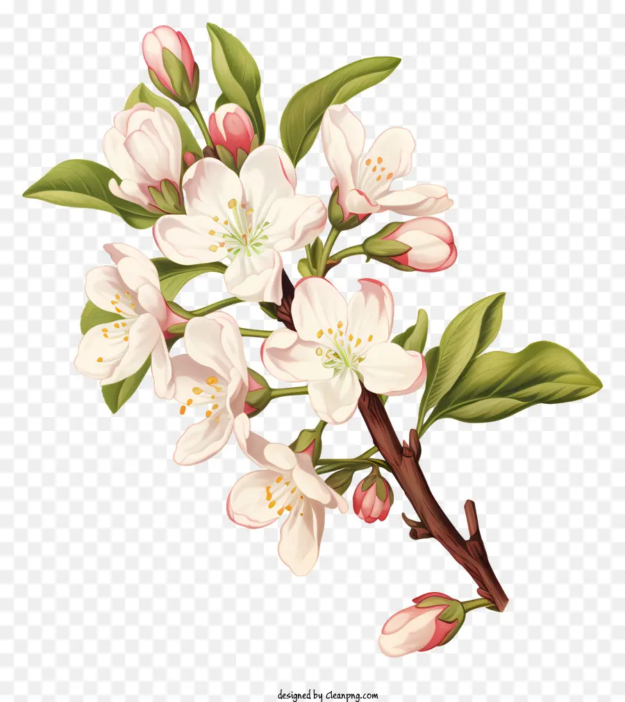 árvore Com Flores Brancas，Estames Rosa E Pistilos PNG