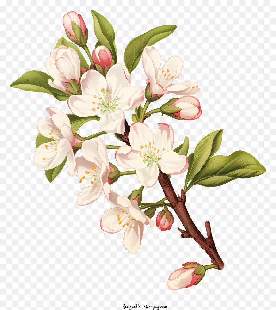 Árvore Com Flores Brancas，Flor De Cerejeira PNG