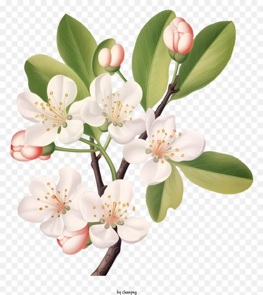 Ramo Com Flores Brancas，Flores De Flores Completas PNG