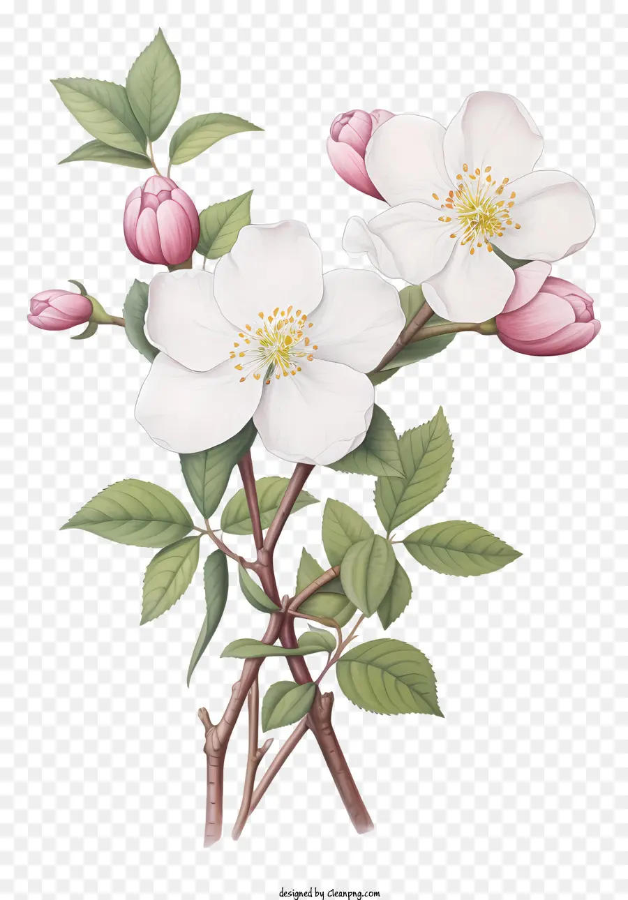 Flor Branca，Pétalas Cor De Rosa PNG