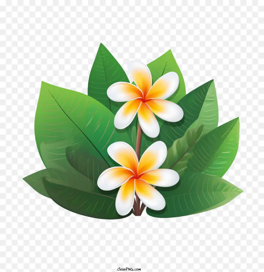Plumeria Flor，Flores Tropicais PNG