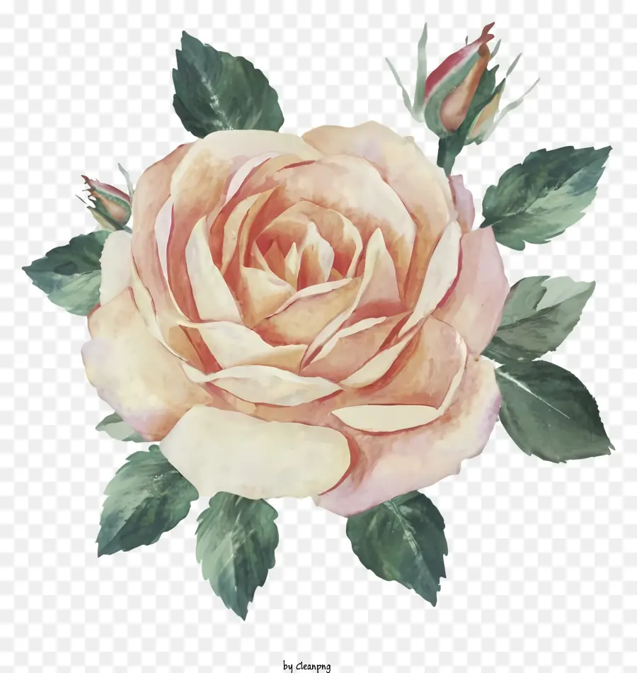 Pintura Em Aquarela，Rosa Laranja PNG