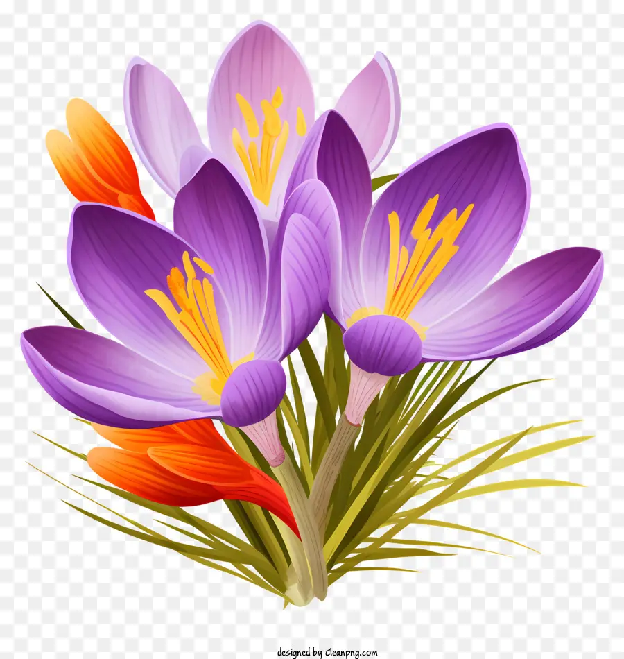 Açafrões Roxos，Flores Da Primavera PNG