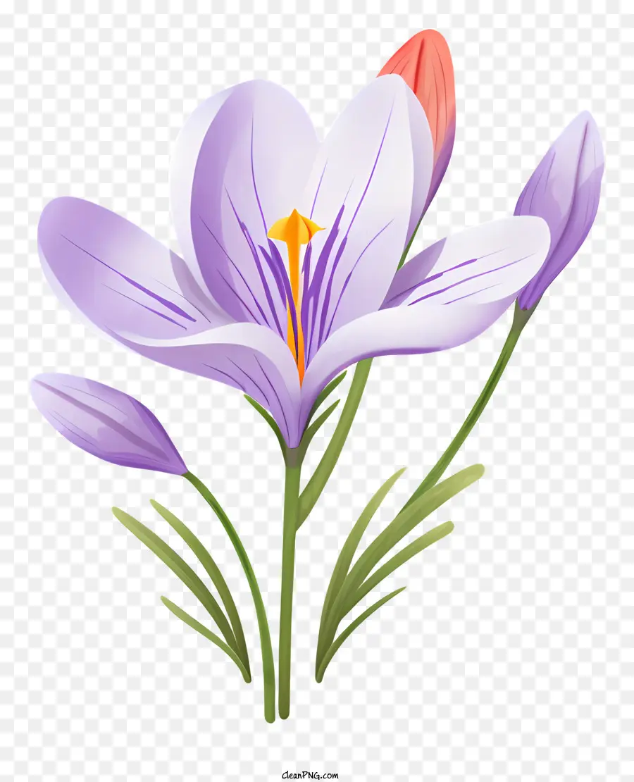 Flor，Roxo Crocus PNG