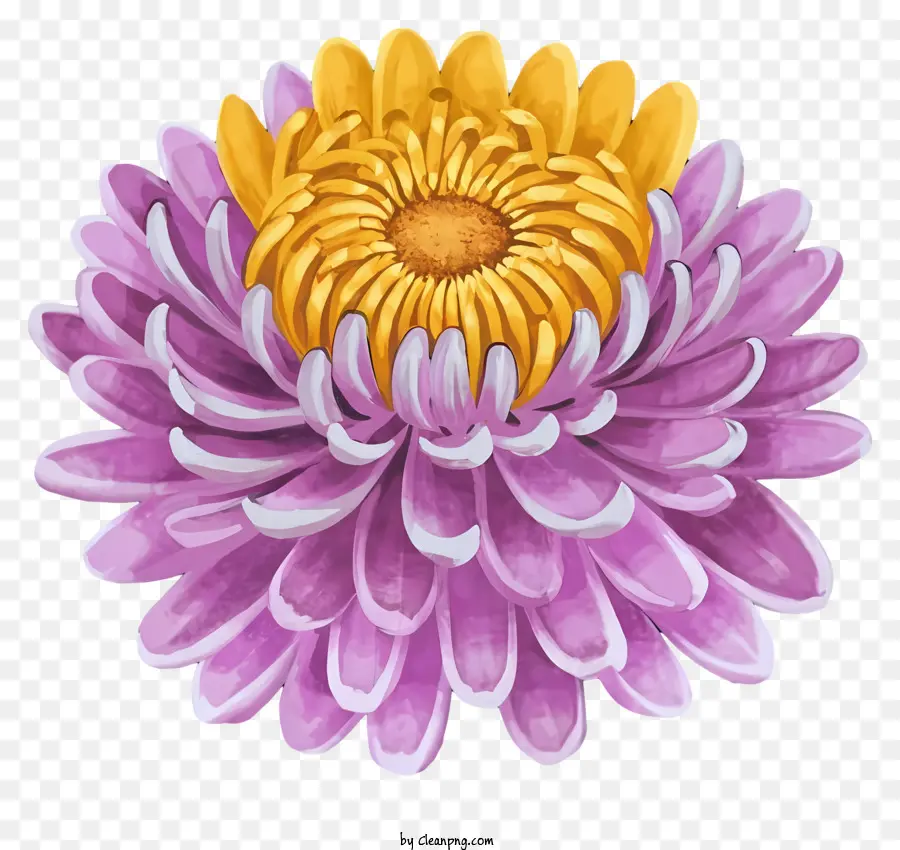 Roxo Crisântemo，Flor De Crisântemo PNG