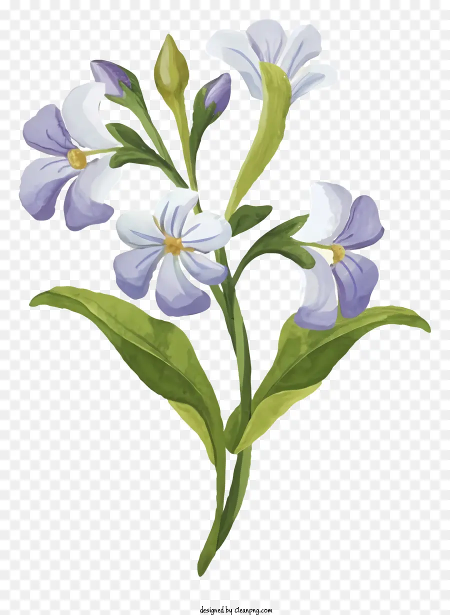 Flor，Flor Branca PNG