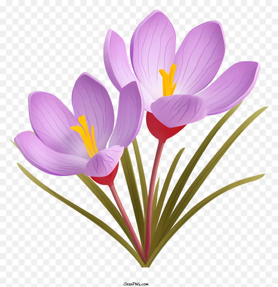 Roxo Crocus，Buquê PNG