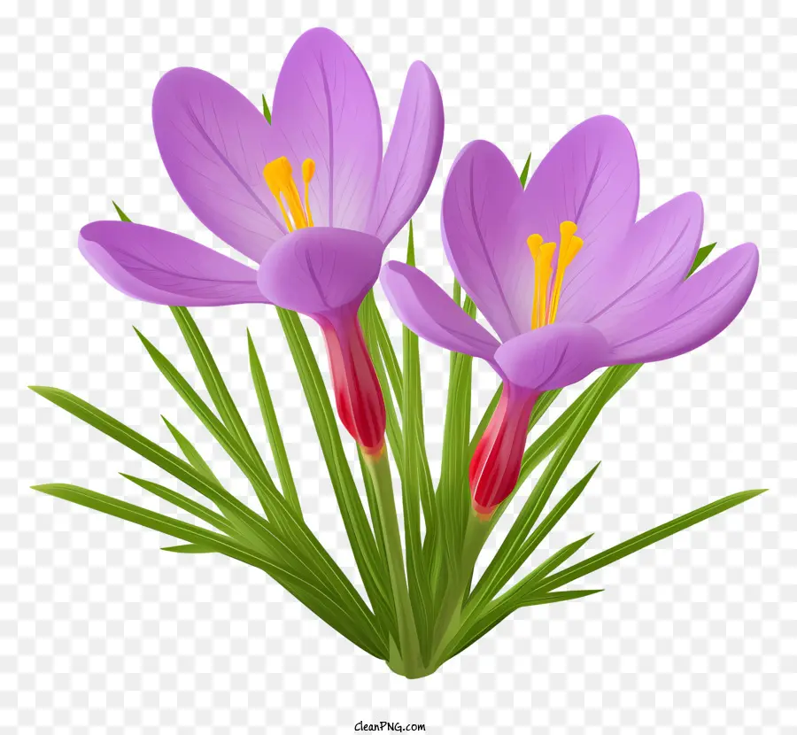 Roxo Crocus，Close Up Da Flor PNG