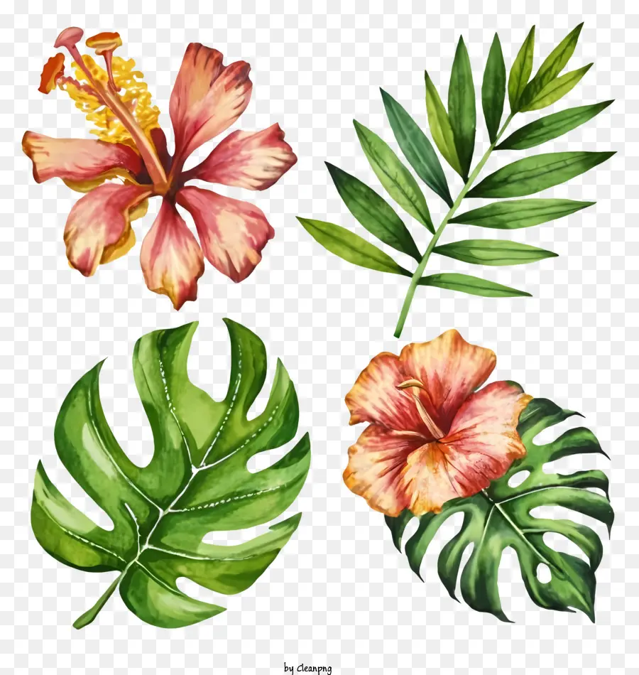 Pintura Em Aquarela，Flores Tropicais PNG