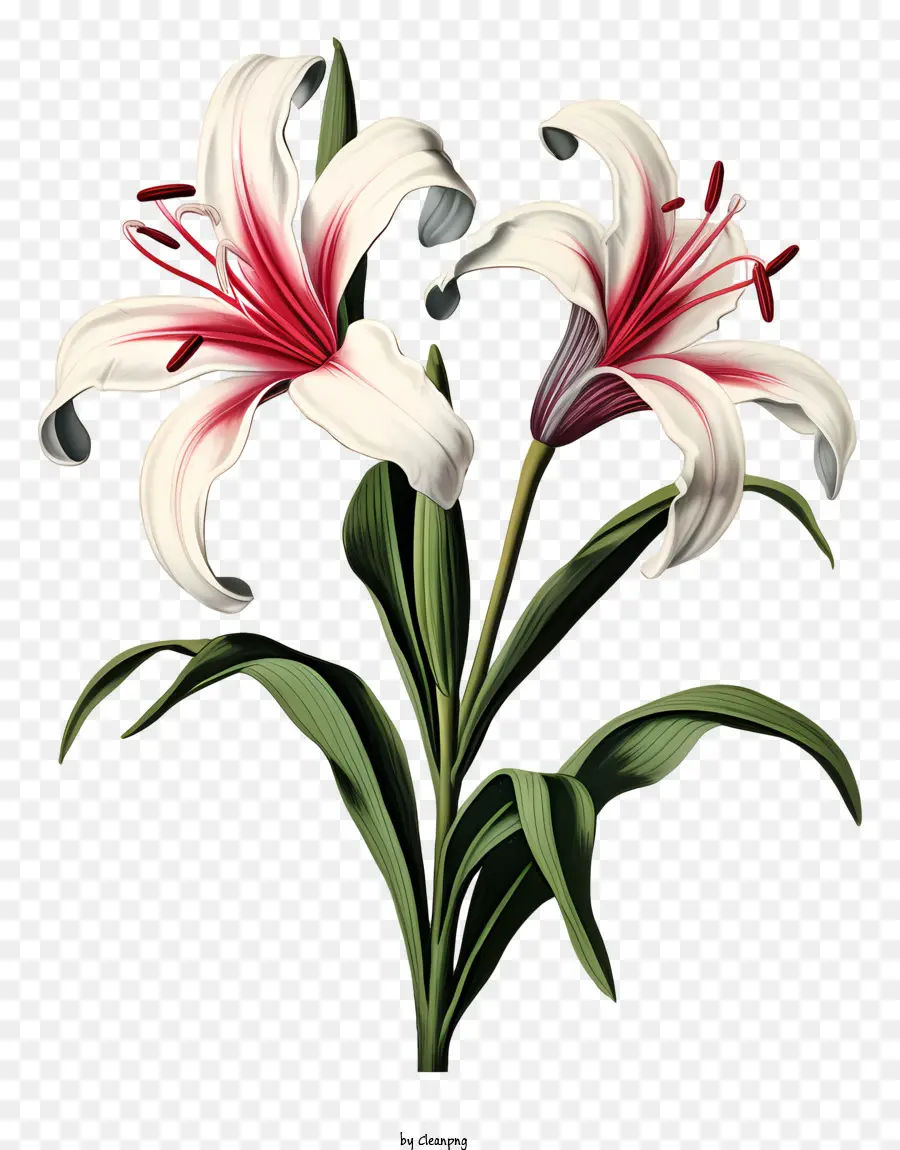 Lírios Brancos，Fotografia Da Flor PNG