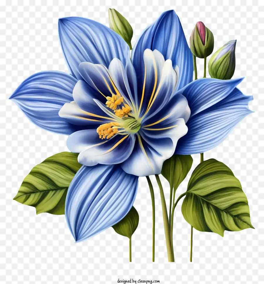 Flor Azul，Pétalas Brancas E Amarelas PNG