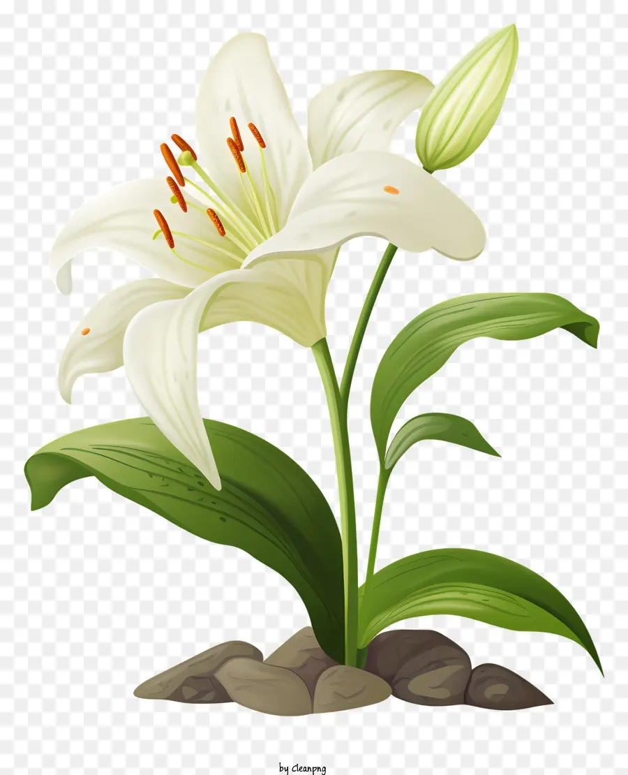 Lírio Branco，Crescimento De Flores PNG