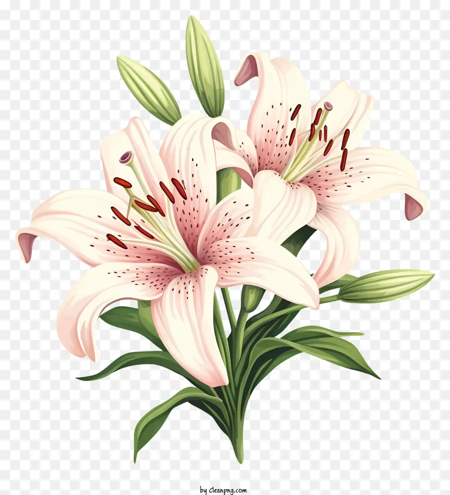 Lírios Cor De Rosa，Flores Em Flor PNG