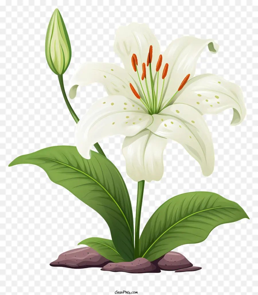 Lírio Branco，Vaso De Flores PNG