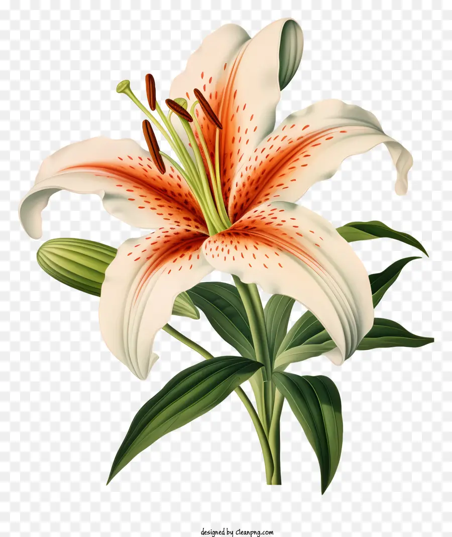 Lírio Branco Flor，Plena Floração PNG