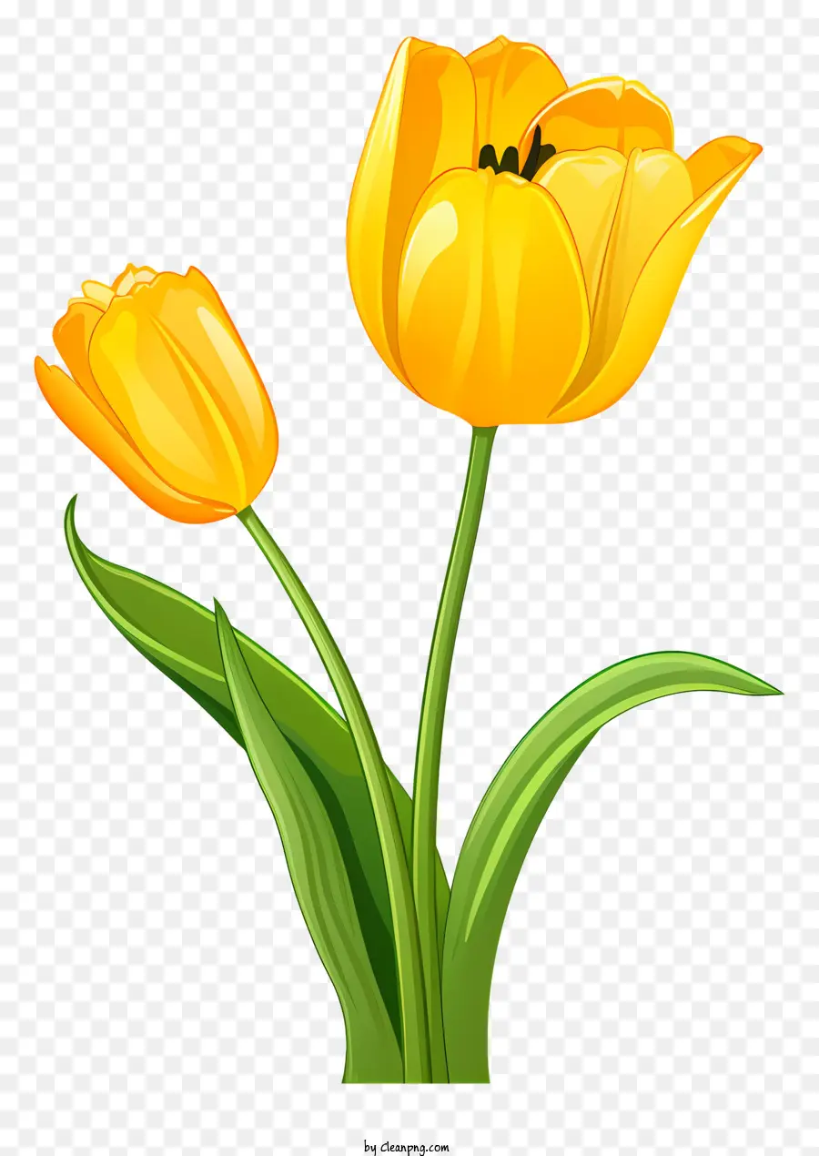 Amarelo Tulip，Flor PNG