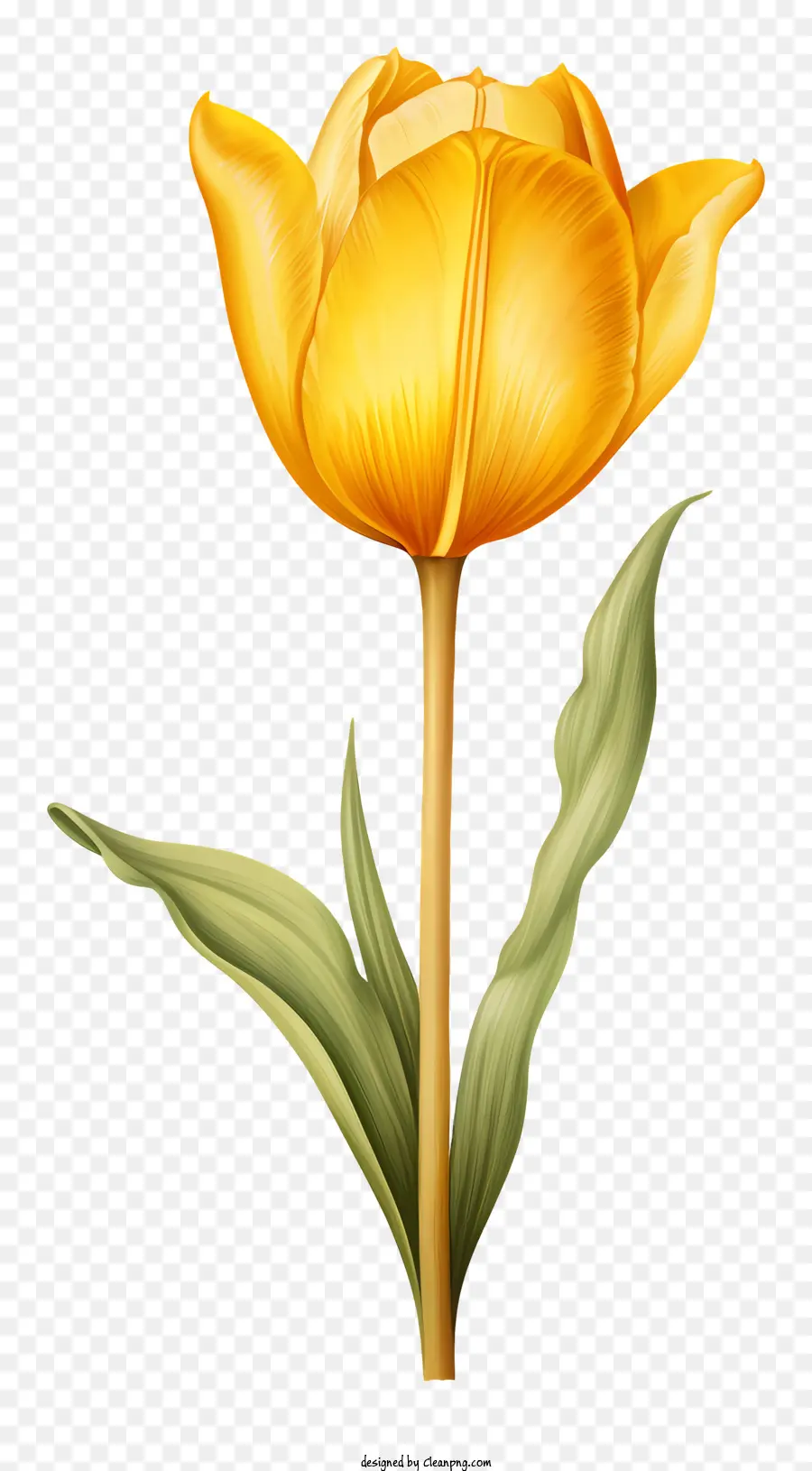 Amarelo Tulip，Folhas Verdes PNG