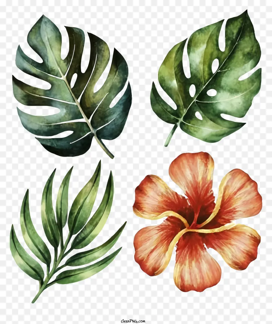 Pintura Em Aquarela，Folhas E Florescem PNG