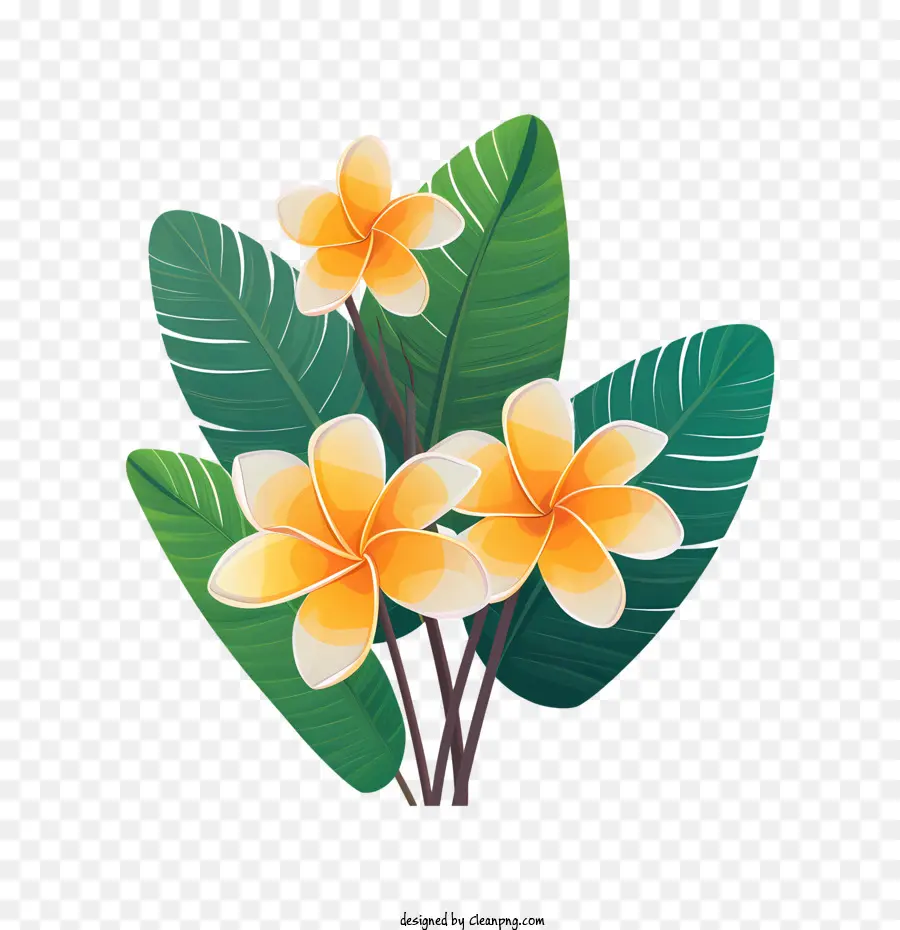 Plumeria Flor，Flor PNG