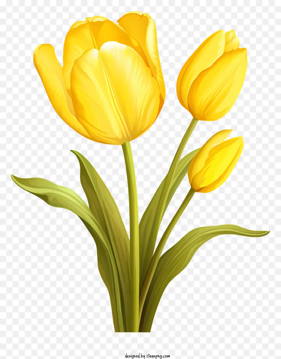 Amarelo Tulip，Tulip Planta PNG