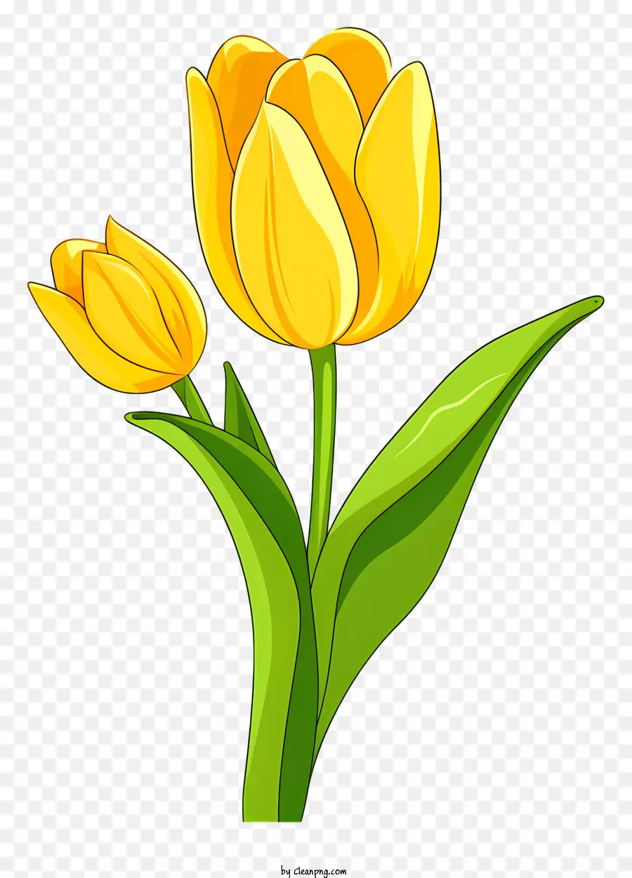 Tulipa Amarela，Tulipas Amarelas PNG