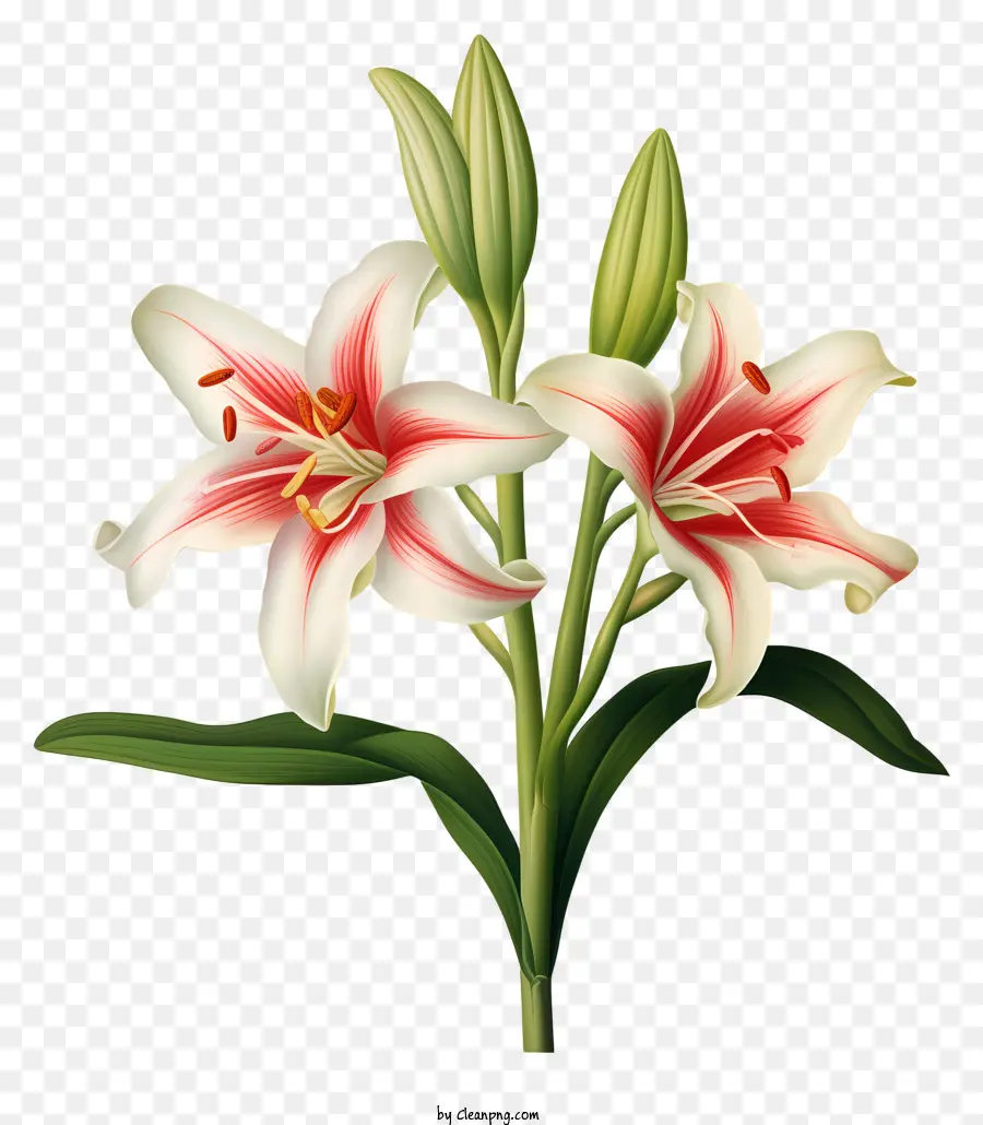 Arranjo De Flores，Lírios Vermelhos E Brancos PNG