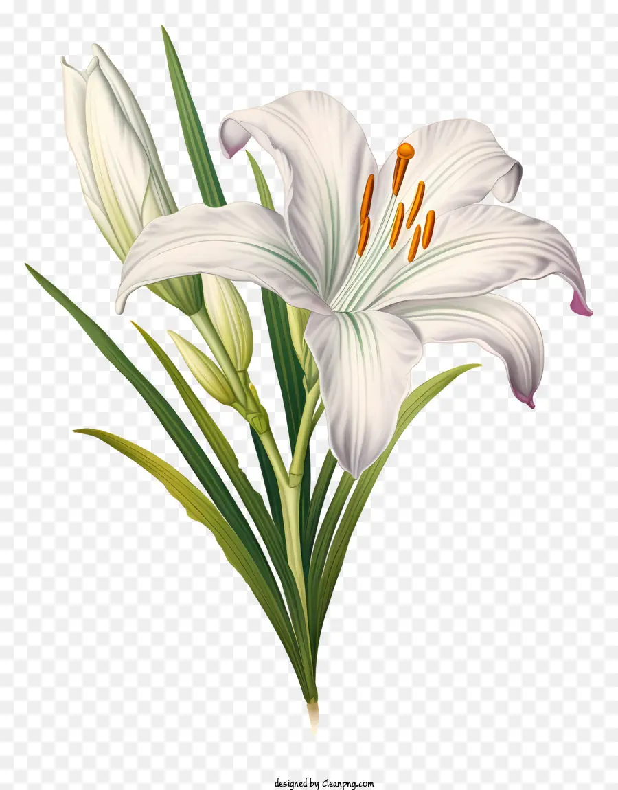 Lírio Branco，Flor PNG