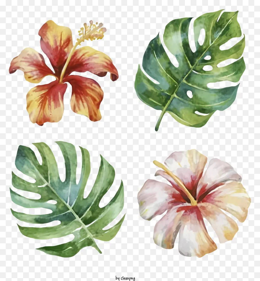 Flores Tropicais，Flor De Hibisco PNG