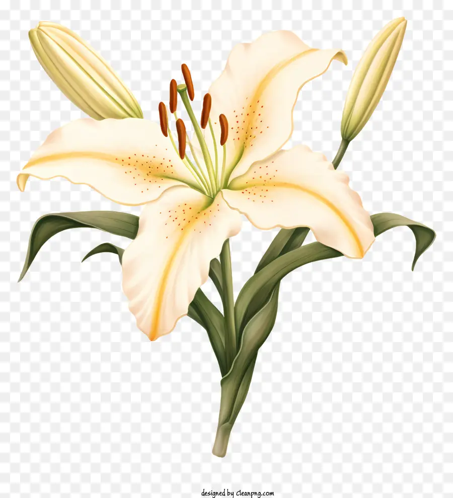 Lírio Branco Flor，Pétalas Enroladas PNG