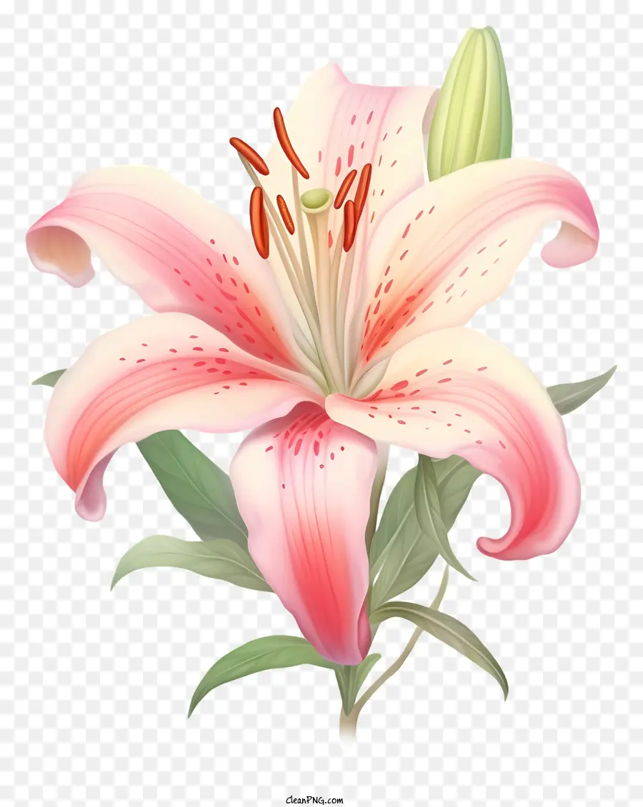 Flor De Lírios Rosa，Cinco Pétalas PNG