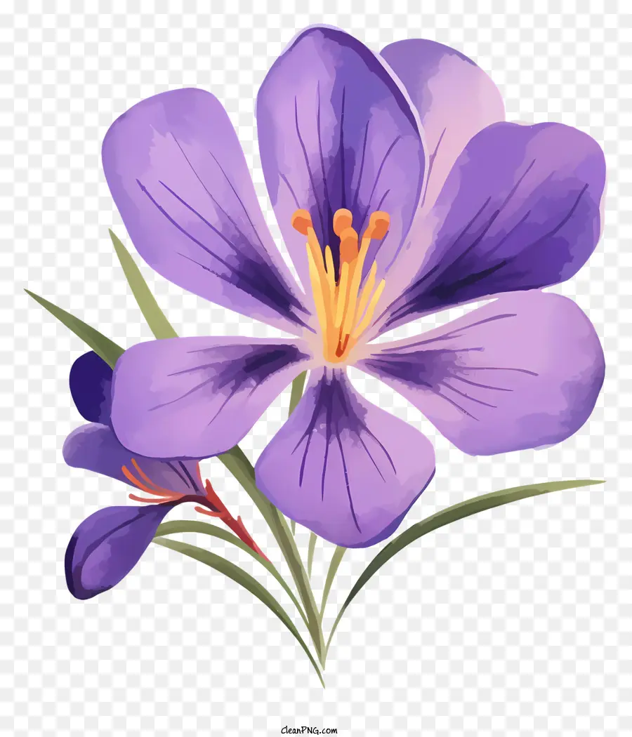 Flor Roxa，Florescer PNG