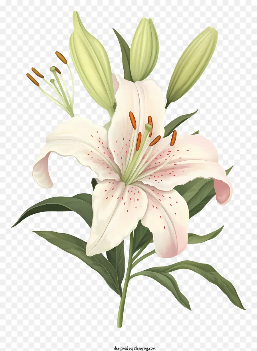Lírio Branco，Flor Do Lírio PNG