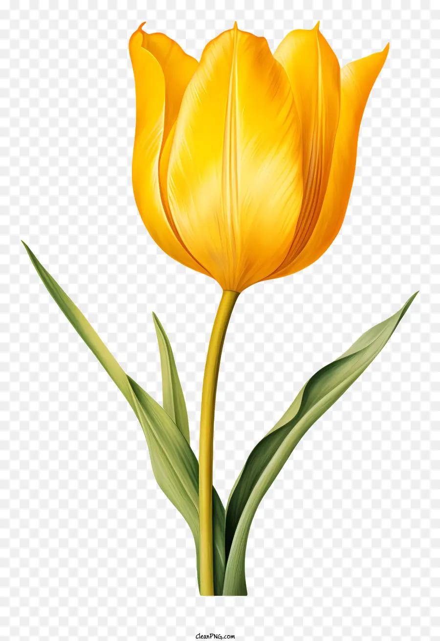 Amarelo Tulip，Flor De Close Up PNG
