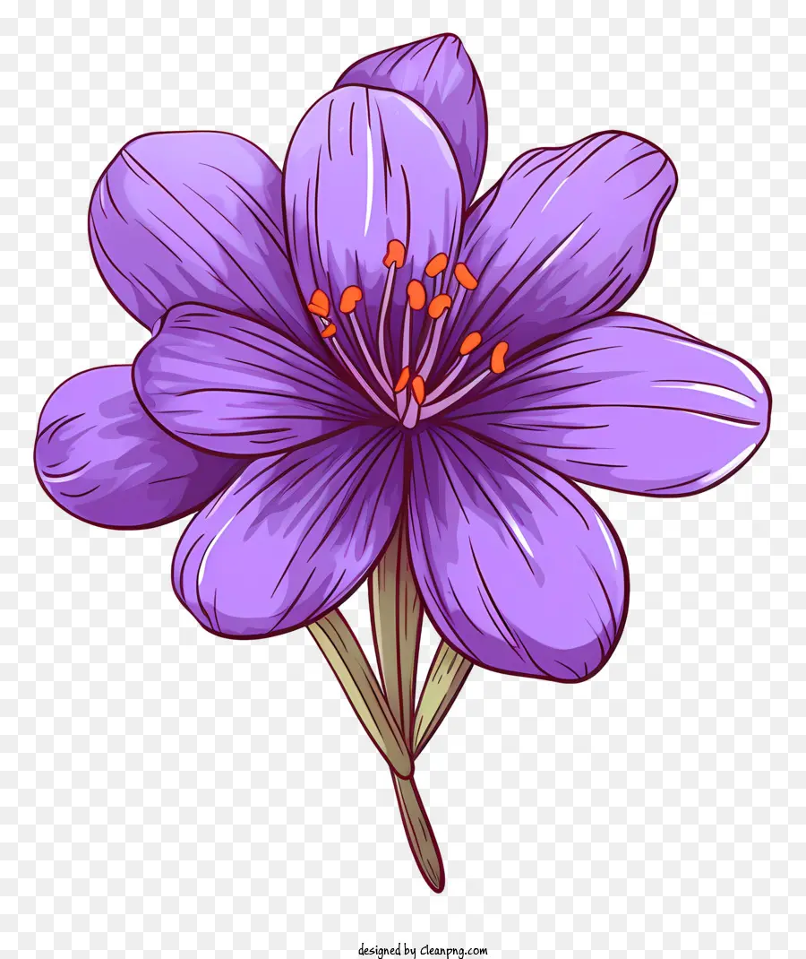 Saffron Roxo，Flor Com Quatro Estames PNG