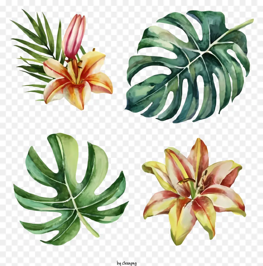 Plantas Tropicais，Lily PNG