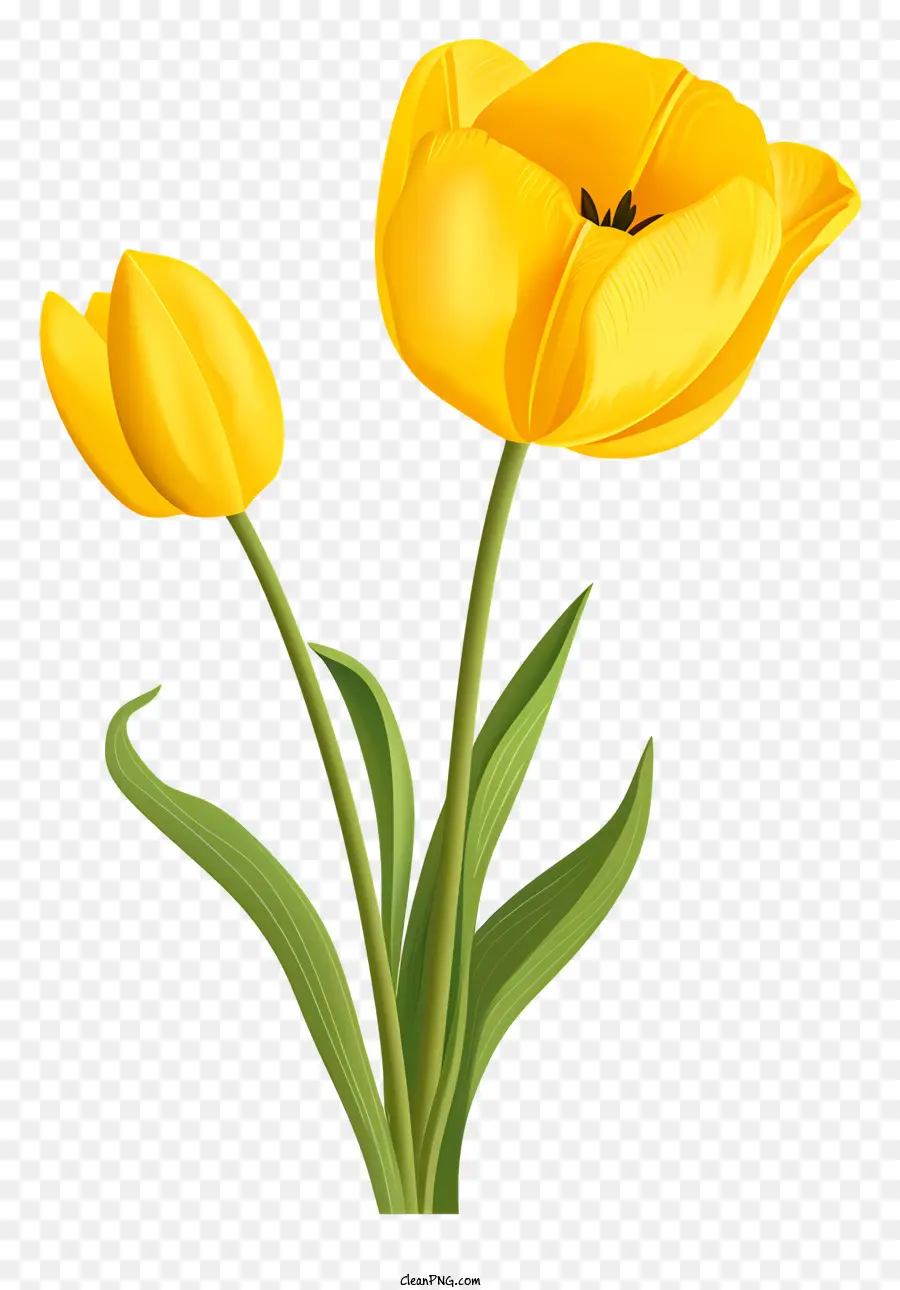 Amarelo Tulip，Flor PNG