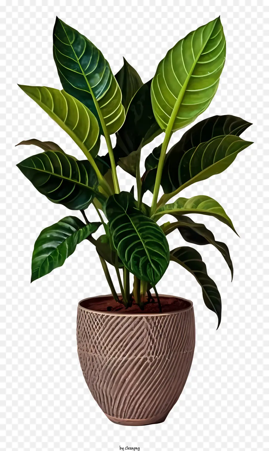 Planta Em Vaso，Grandes Folhas De Cor Verde PNG