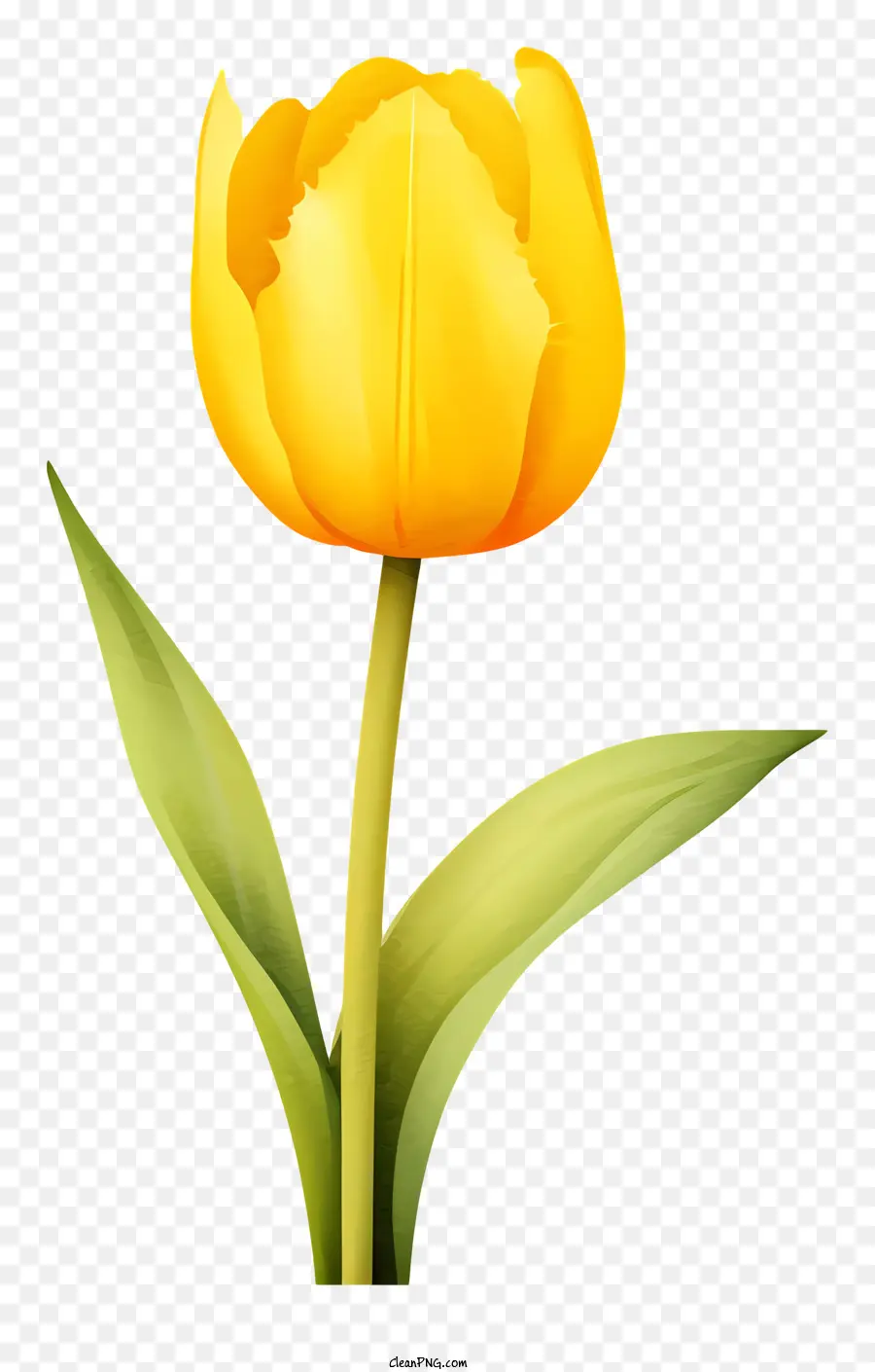 Tulip，Flor PNG