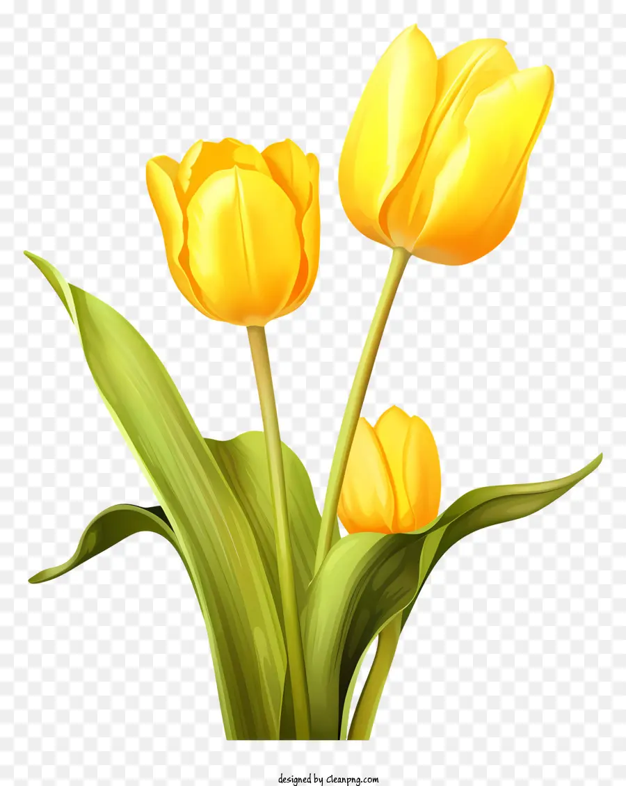 Amarelo Tulip，Flor PNG