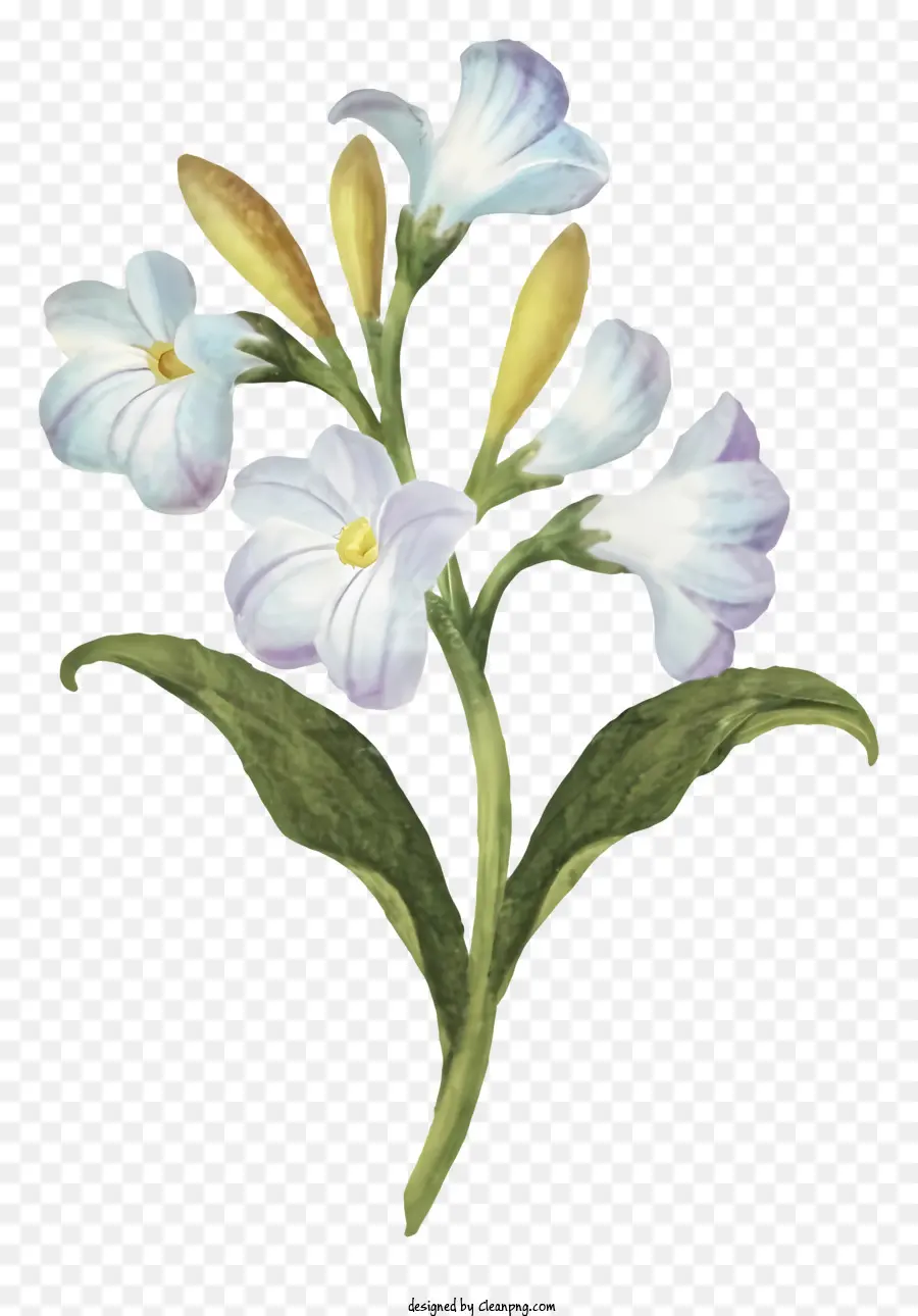 Flor Branca，Pétalas Roxas PNG