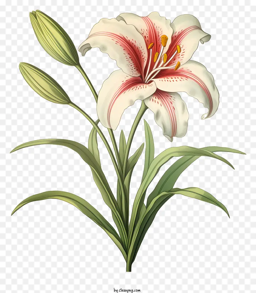 Lily Vermelha E Branca，Flor Do Lírio PNG