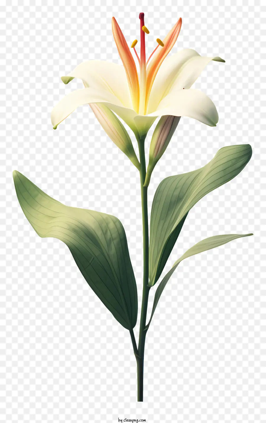 Lírio Branco Flor，Flor De Jardim PNG