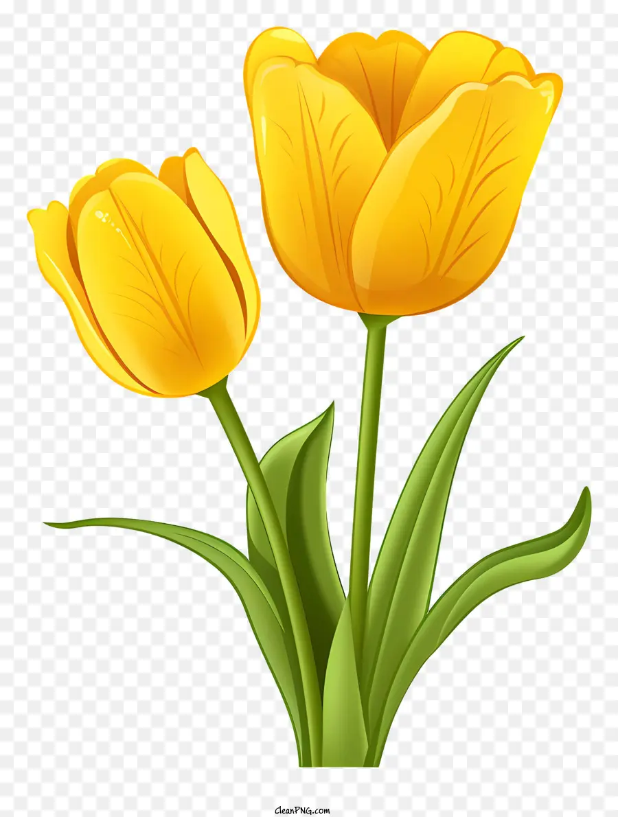 Amarelo Tulip，Flor PNG