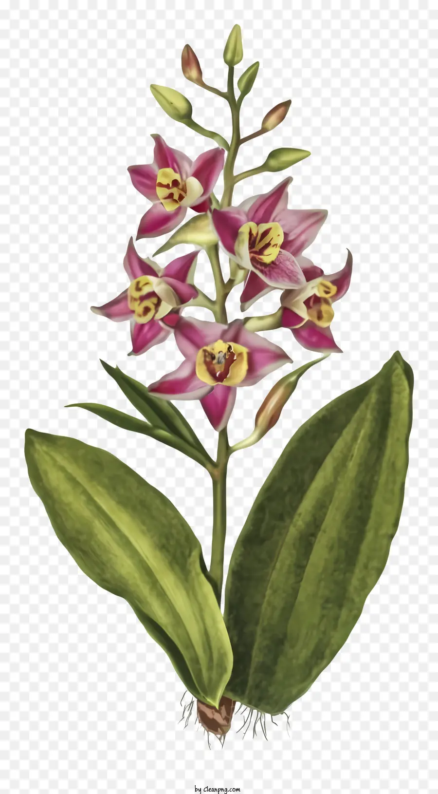 Cor De Rosa Orquídea，Pétalas De Flor PNG