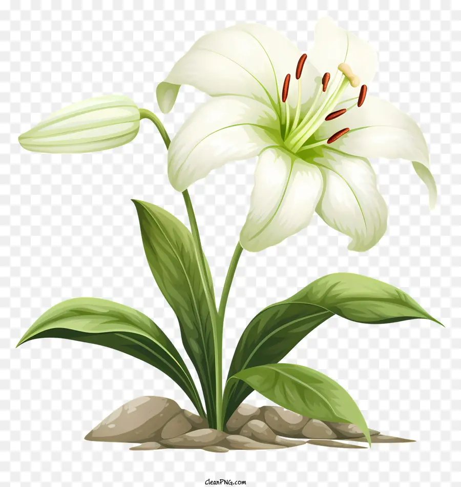 Lírio Branco Flor，Caule Verde PNG