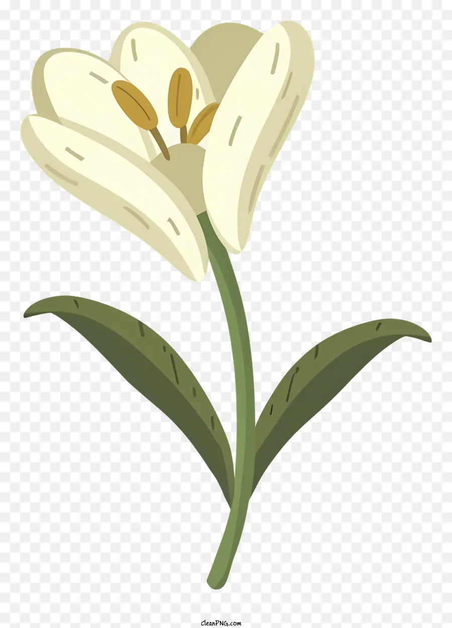 Tulip Flor，Tulipa Branca PNG